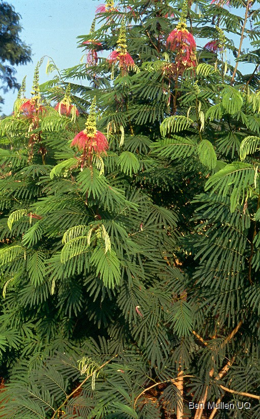 Kaliandra Merah