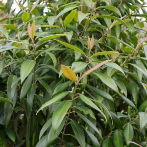 Lemon Myrtle