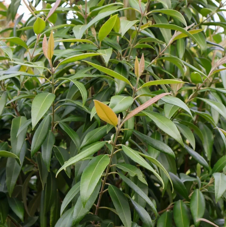 Lemon Myrtle