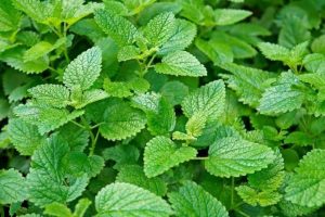 Lemon Balm