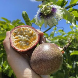Markisa Ungu