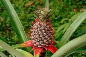 Nanas Merah