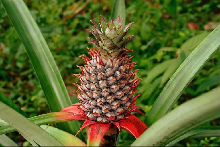 Nanas Merah